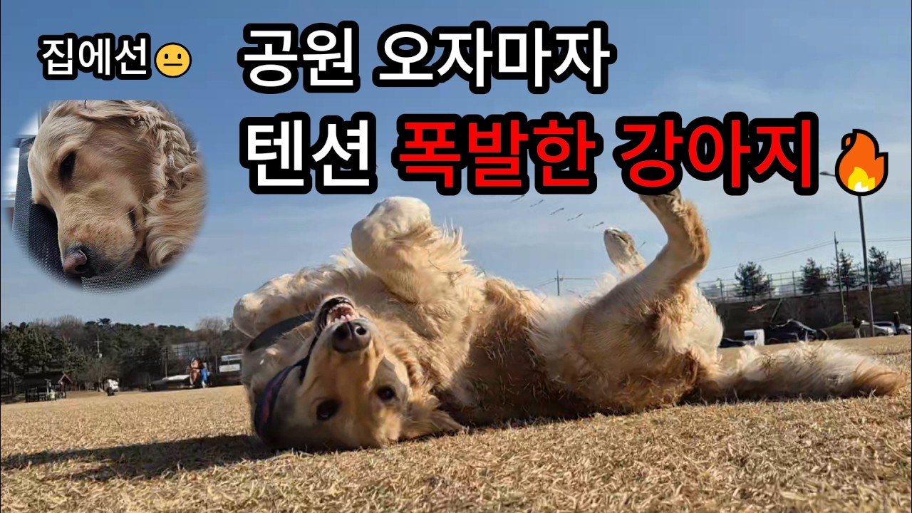 설 연휴 첫날, 공원에서 텐션 폭발한 강아지🐶