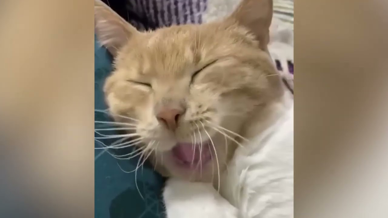 Lustige Tiere, die garantiert deine Stimmung in Sekunden aufhellen ♥