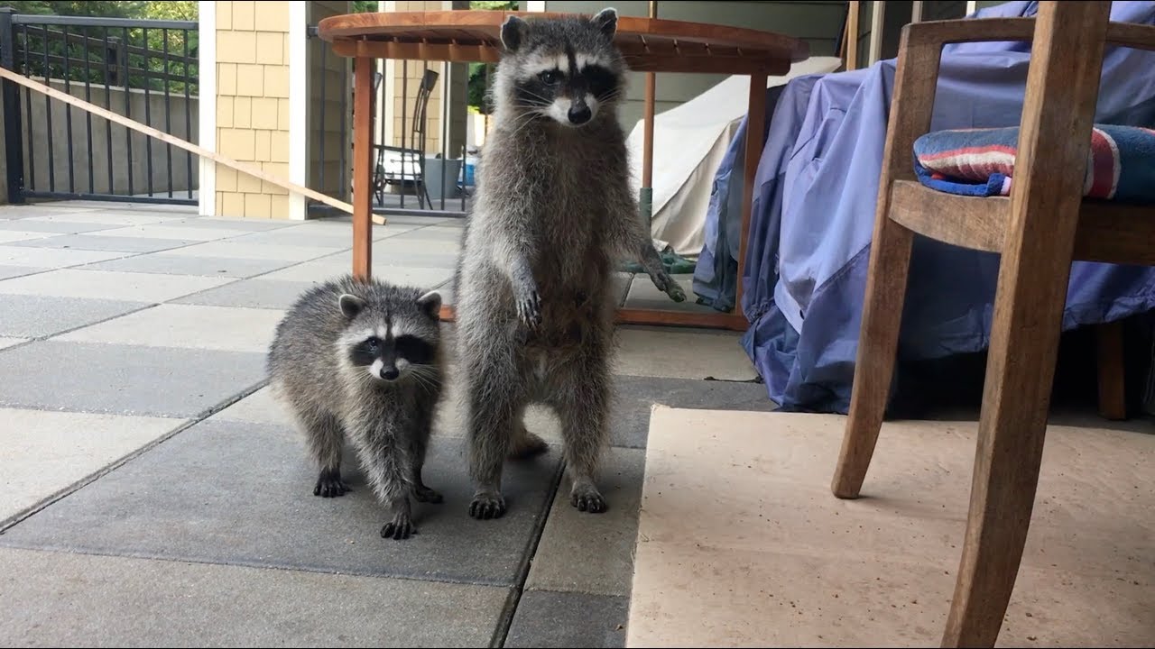 Dori Raccoon