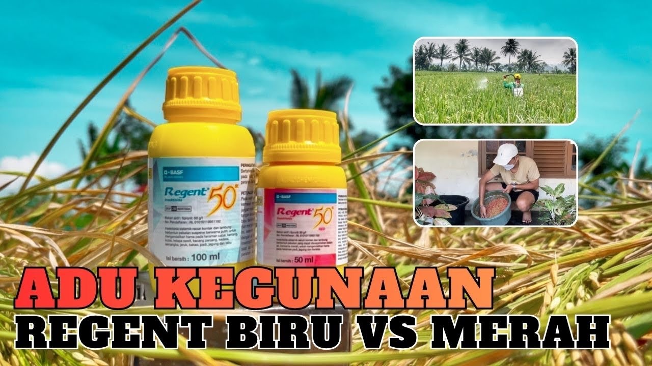 Perbedaan Insektisida Regent 50sc Merah dan Regent Biru, dosis cara penggunaan obat hama regent