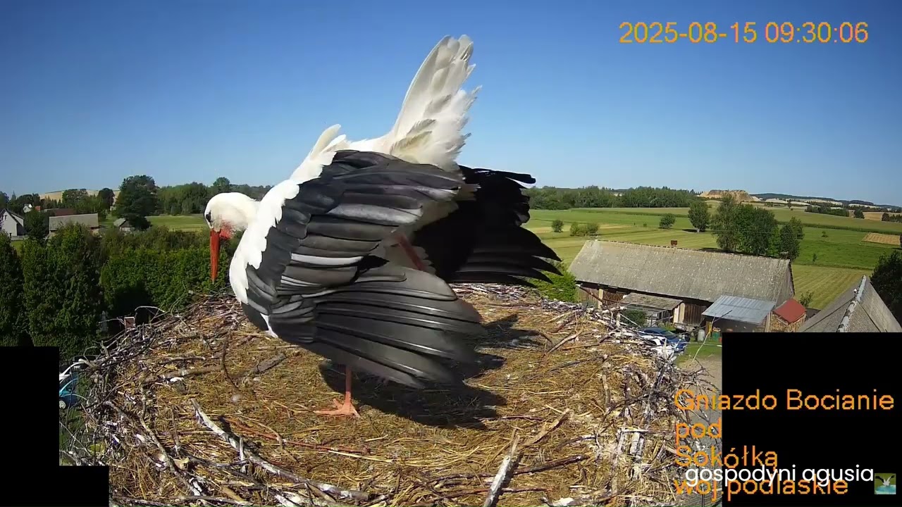 Odlot bocianicy i bociana - Mamci i Tatki 2025 .