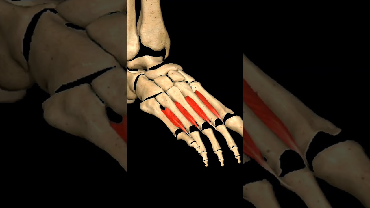 Phalanges muscles, movement of Phalanges #anatomy #skeletal #animation #science #shorts