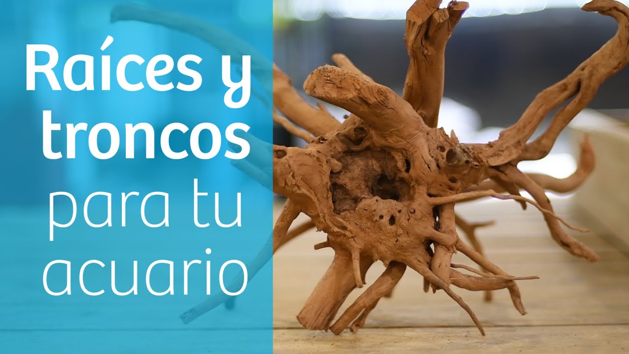 Troncos y raíces para acuario 🌳