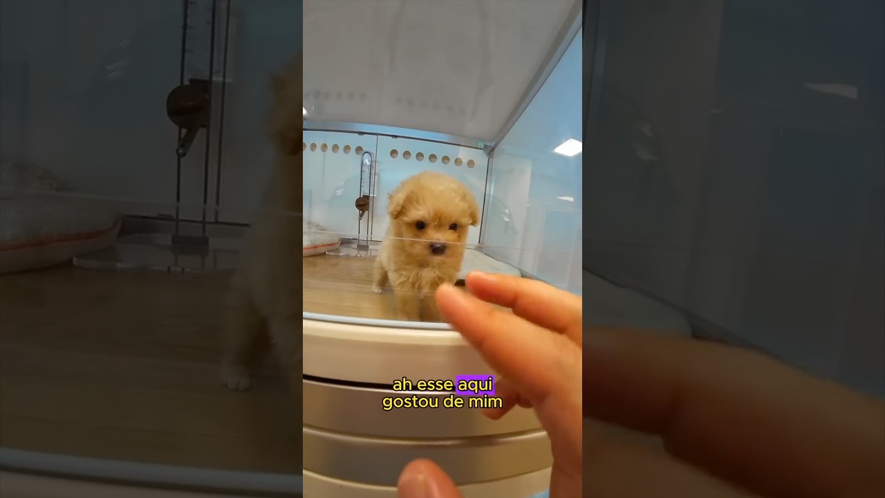 Quanto custa um cachorro no Jap&atilde;o?🐶😱