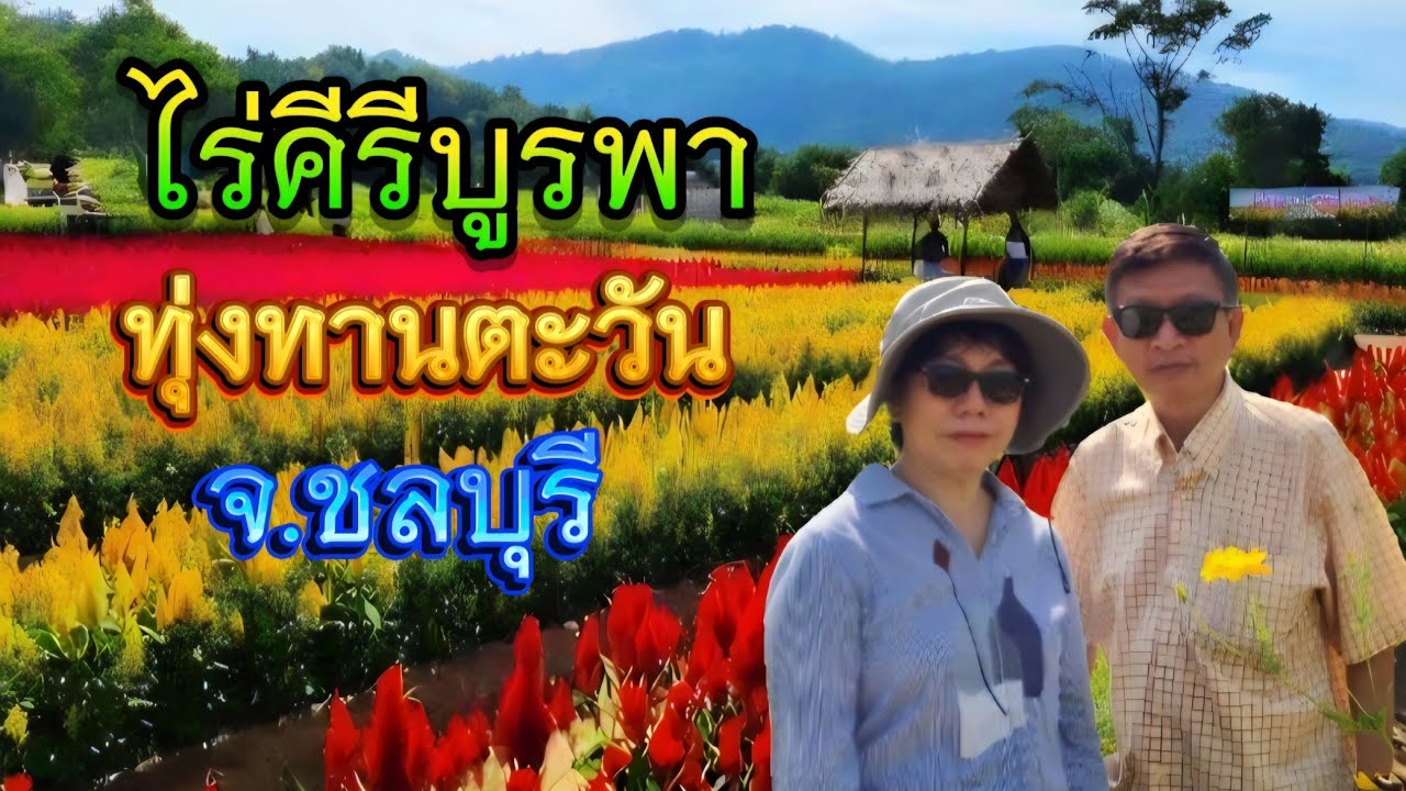 V.A.A.Ep.76 ไร่คีรีบูรพา ทุ่งทานตะวัน จ.ชลบุรี