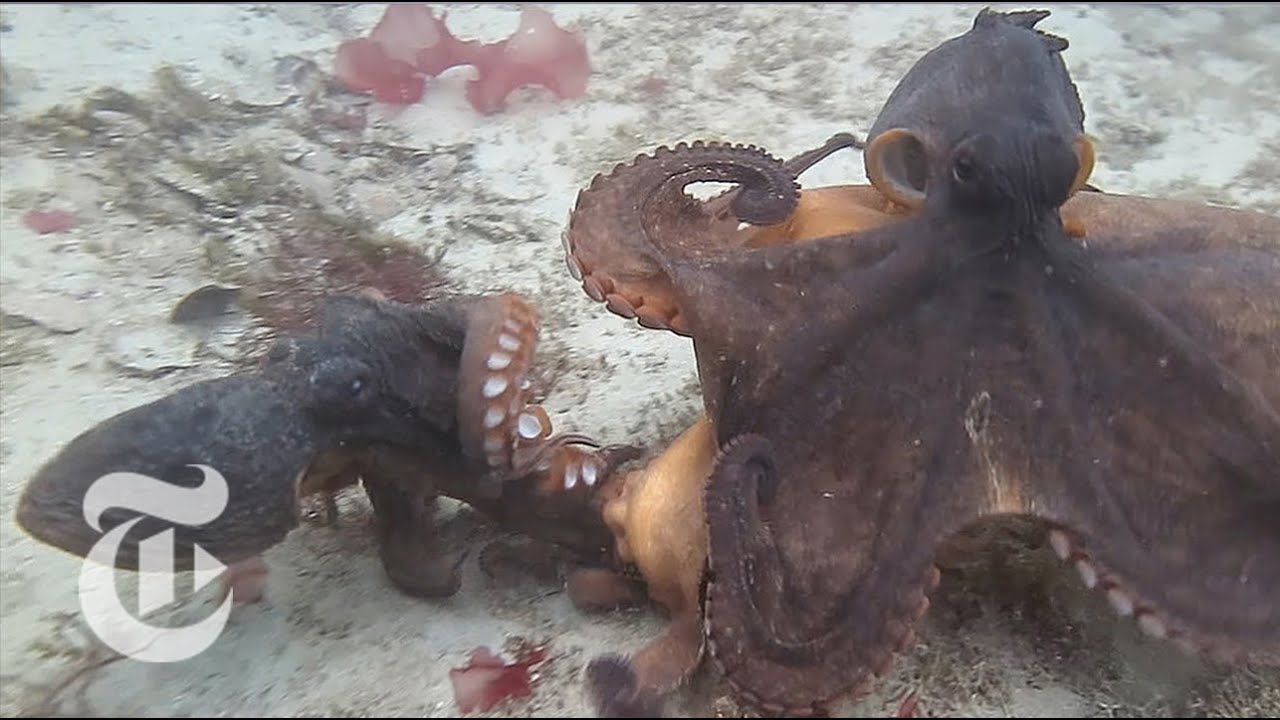 How to Read Octopus | ScienceTake | The New York Times