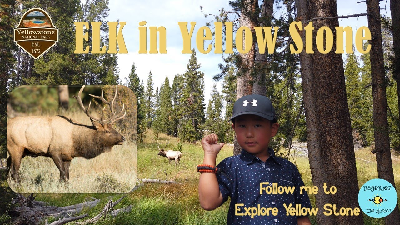 Yellow Stone Wildlife Guide  -  Where to see ELK