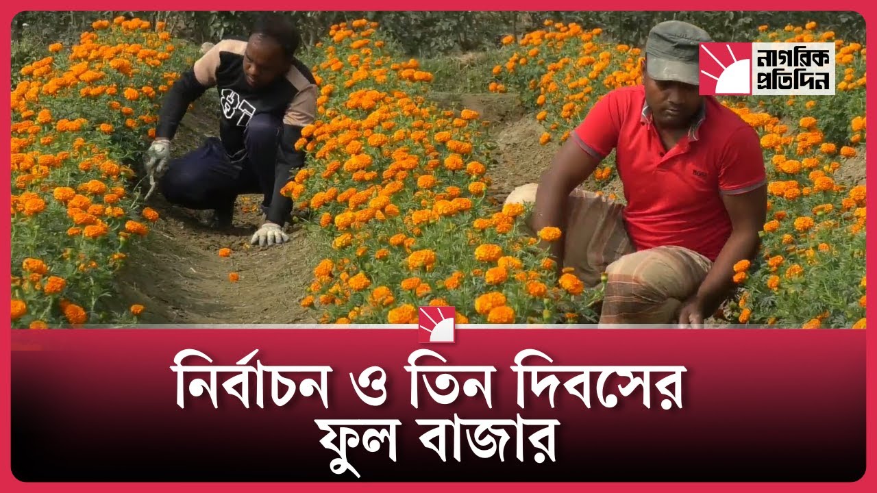 সম্ভাবনা-শঙ্কার দোলাচলে গদখালীর ফুল চাষিরা | Gadkhali Flowers | Flower Farmers BD | Agriculture