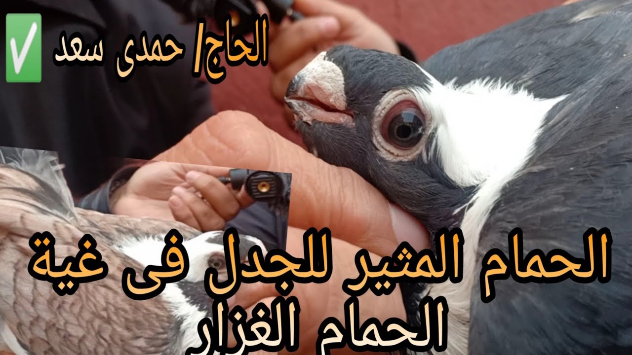 الحمام المثير للجدل فى غية الحمام الغزار مع الاستاذ/حمدى سعد#لوفت_عمرو_اشرف