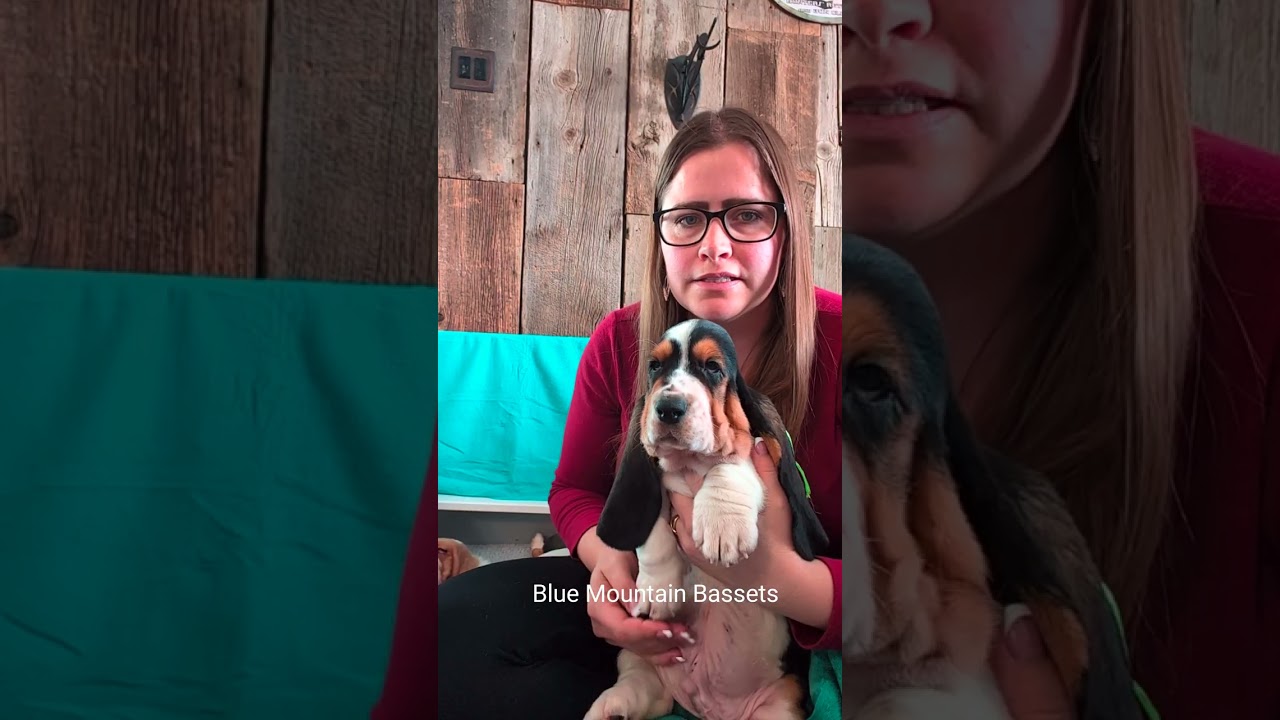 Basset hound puppies! The puppies from the Potatoes & Christmas litters at 7 weeks old!