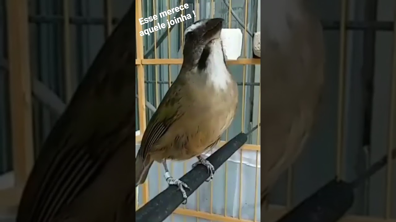 🔥👍OLHA QUE LINDO ! O CANTO DESSE TRINCA FERRO !