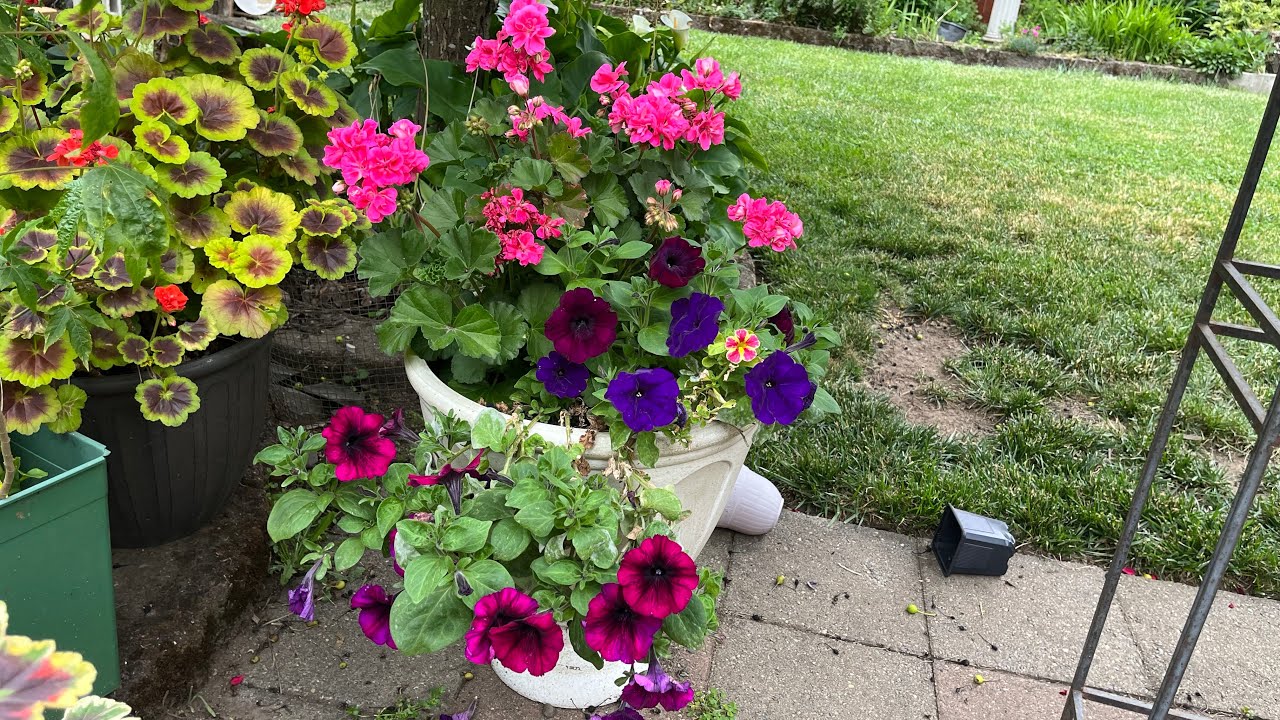 Cómo hacer macetas con diferentes flores