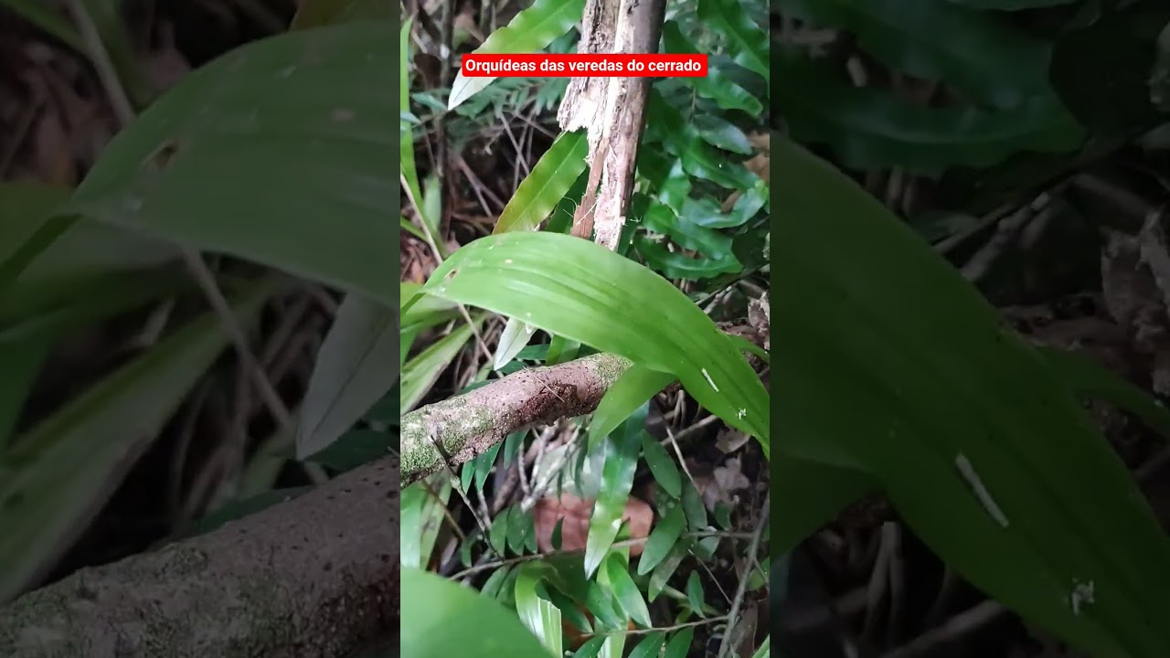 Orqu&iacute;deas das veredas do Cerrado , Zigopetallum