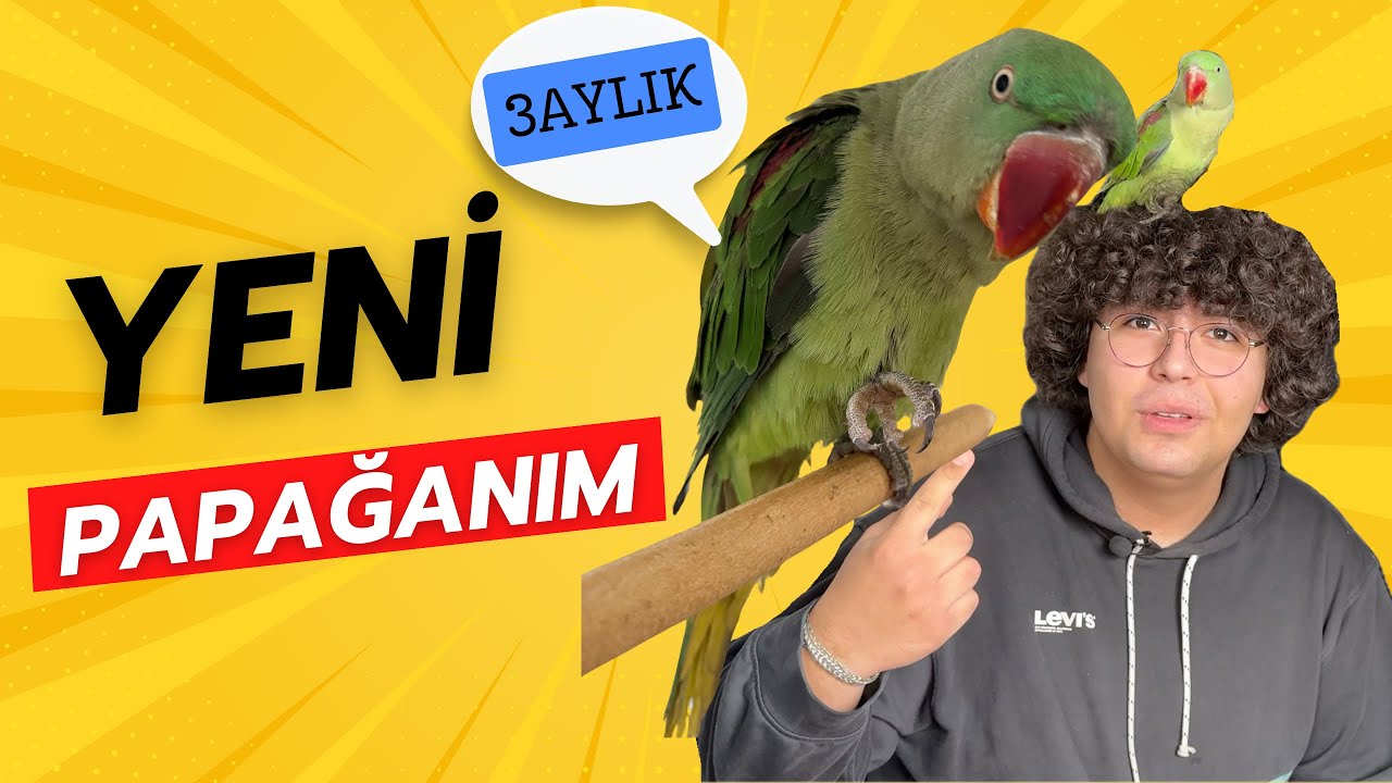 Alexander (BÜYÜK İskender) PAPAĞANI ALDIM