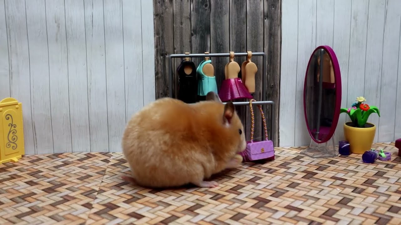 Hamster Apartment Tour!
