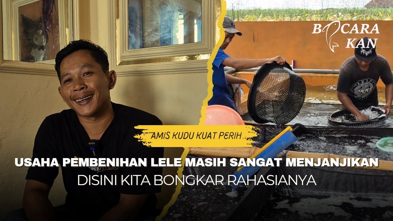 BELAJAR SUKSES PEMBENIHAN HINGGA PEMASARAN BENIH LELE DARI AKKP