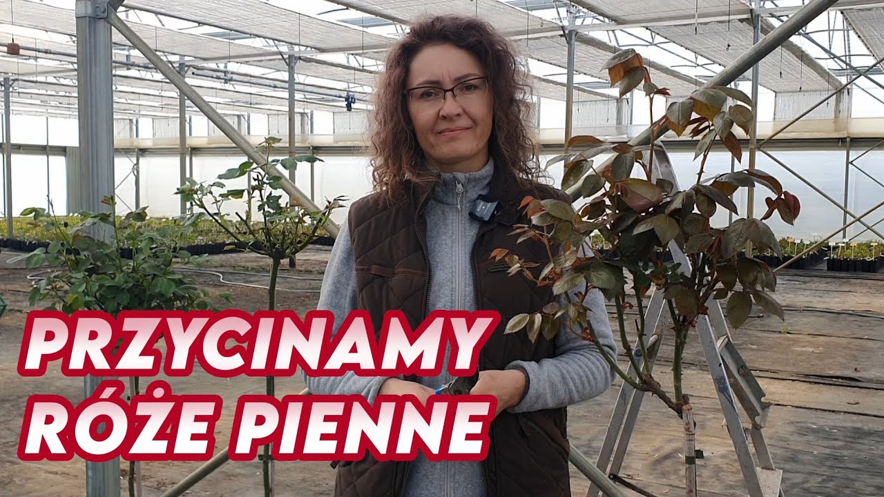 Cięcie róż piennych || Rozaria.pl