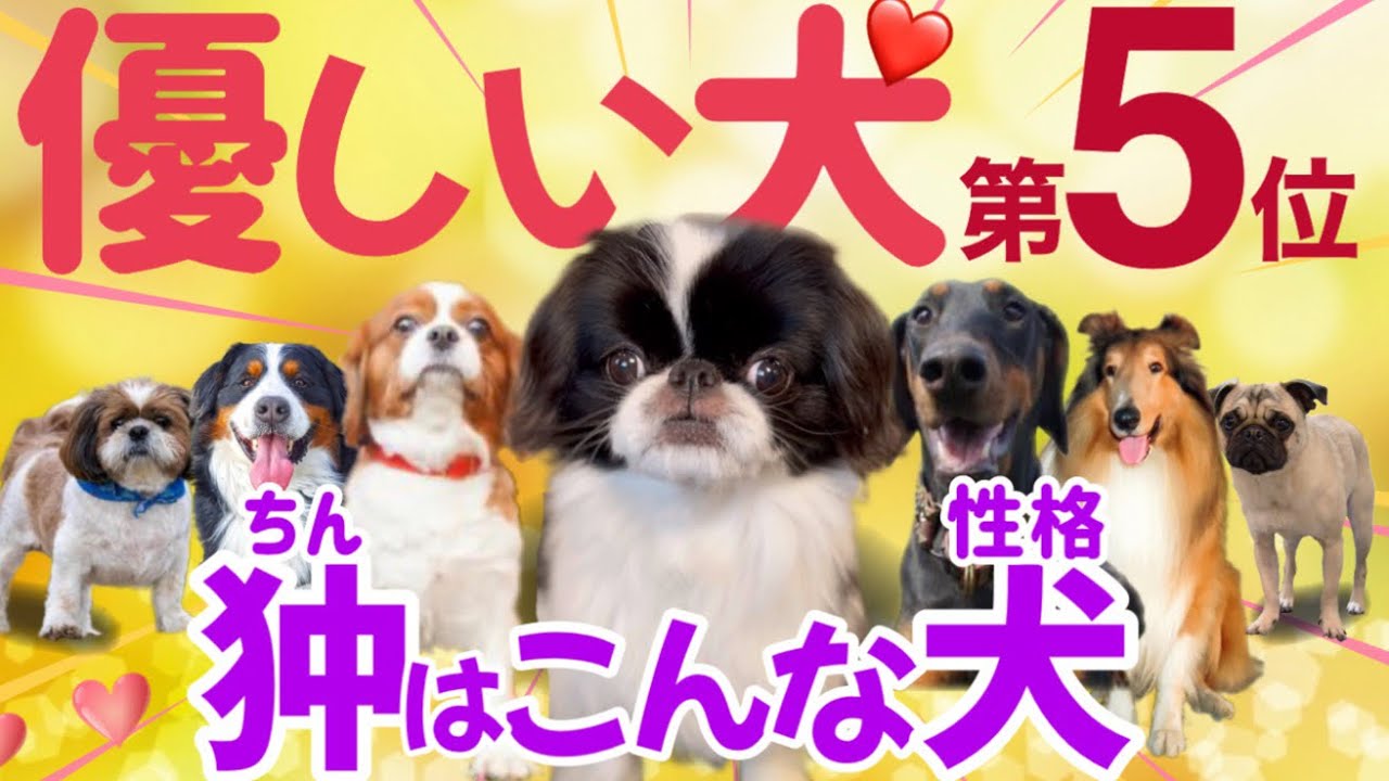 性格が優しい犬種ランキング【第5位】日本犬狆の性格❤️