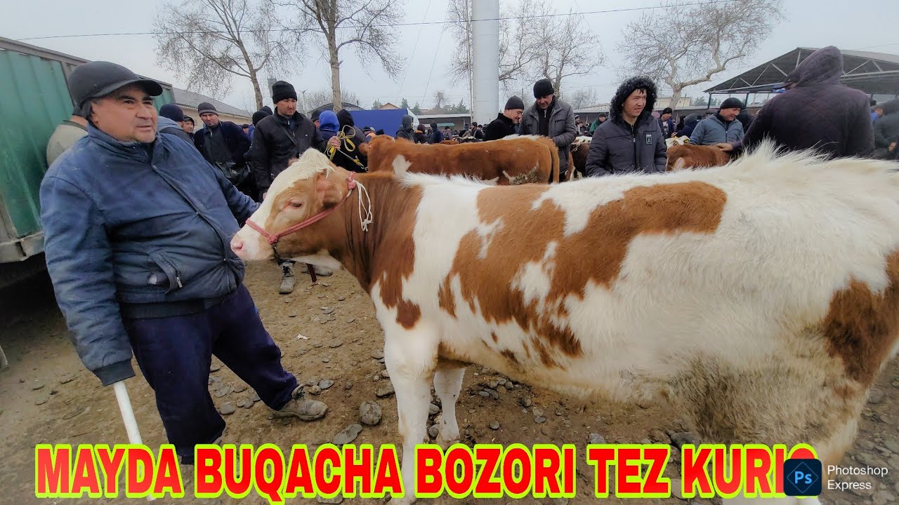 14.03.2026 YIL JUMA MAYDA BUZOQLAR BOZORI