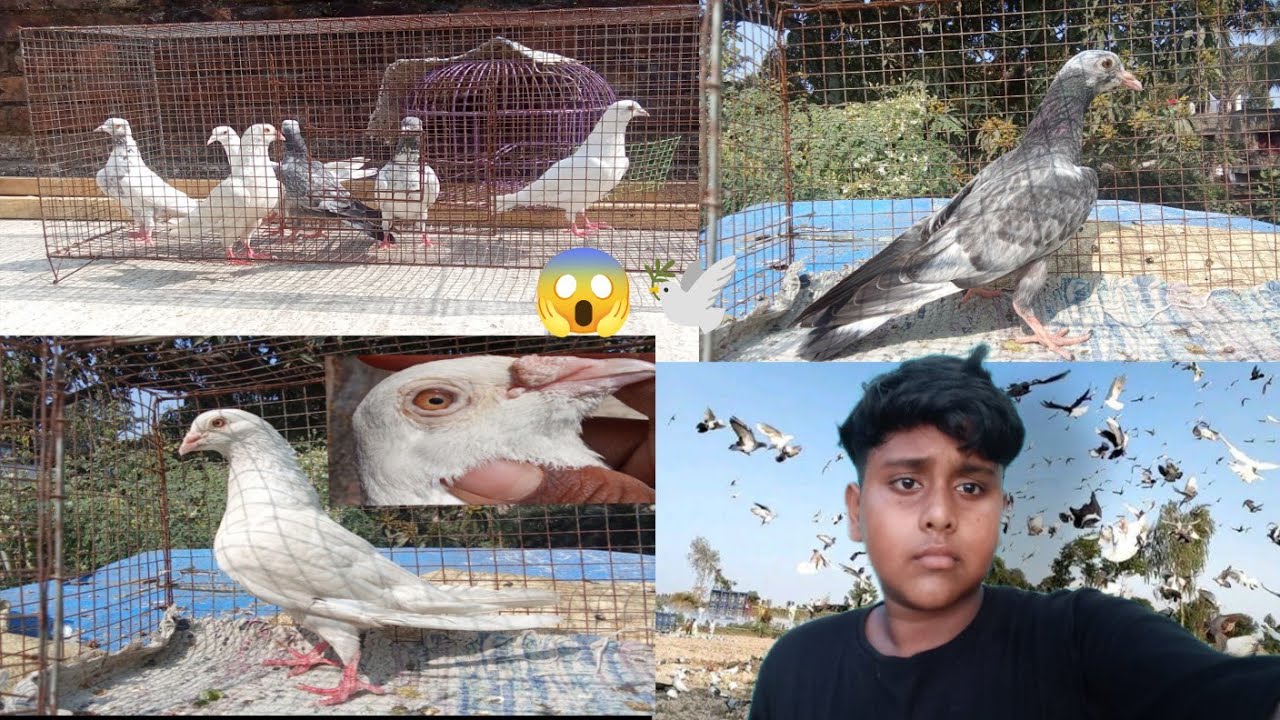 Ajka ami amar lobtar sop kobutar r chan koriya dilam  full watch video#funcykabootar 🕊️😱❤️☠️🐅🇮🇳