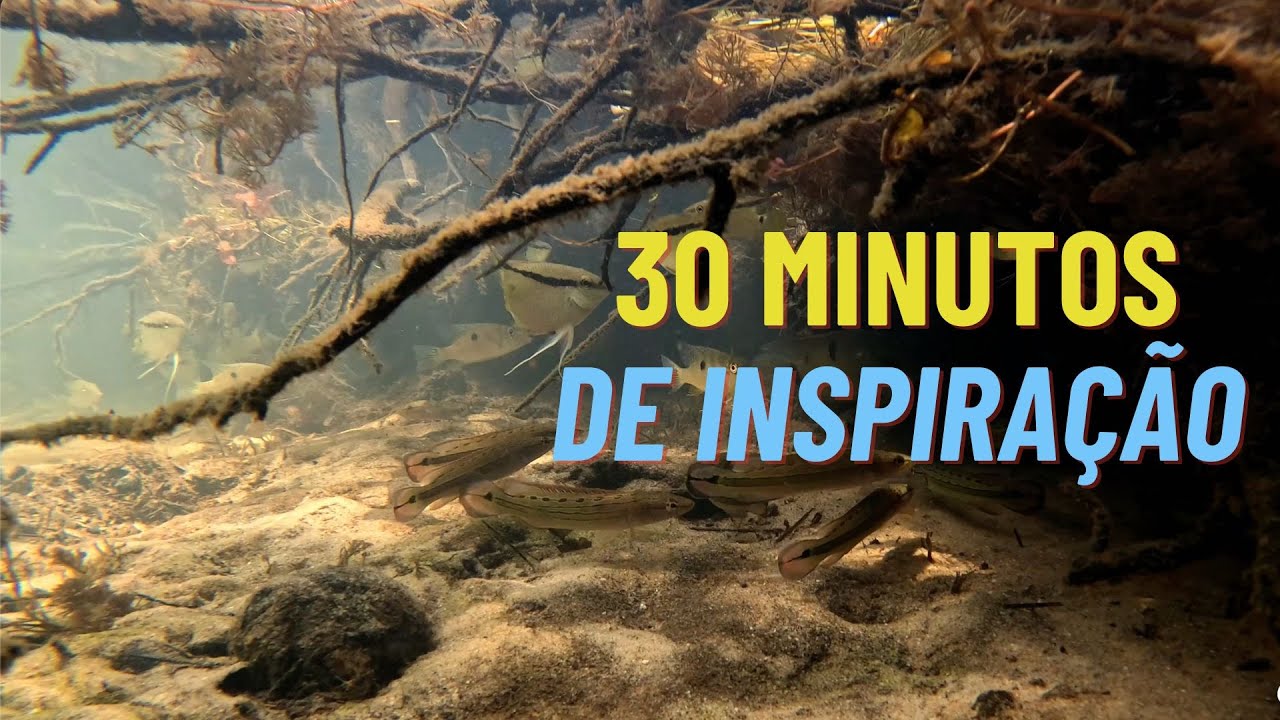 Bônus do Episódio 12 - Meia hora mergulhando na Amazônia