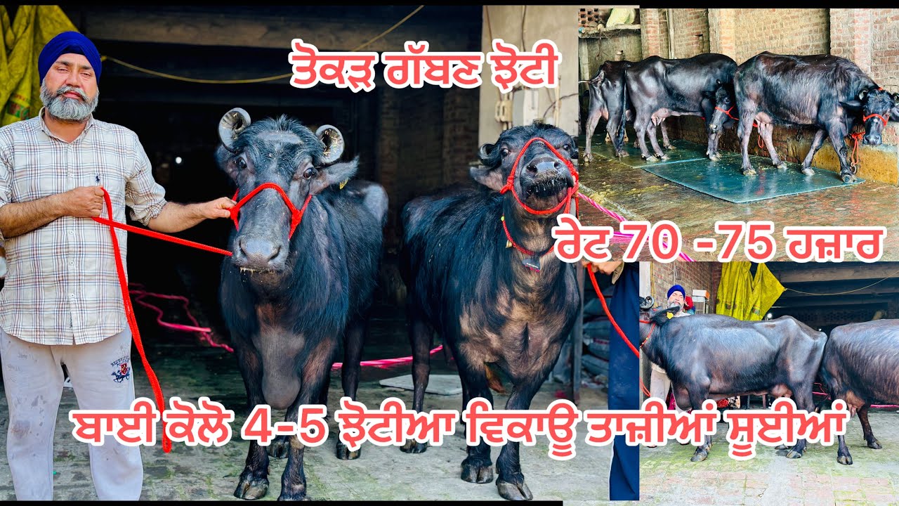 19 ਫ਼ਰਵਰੀ 2026📞9872183013 ਤੋਕੜ ਗੱਬਣ ਝੋਟੀ ਰੇਟ ਜਾਇਜ #farming #colonelkkjϟ #animals #11सितंबर 