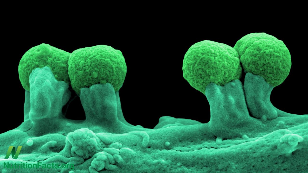 Prebiotics: Tending Our Inner Garden