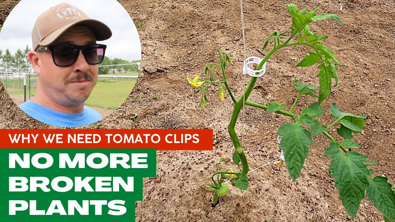 STRINGING TOMATOES | A Tough Lesson Learned