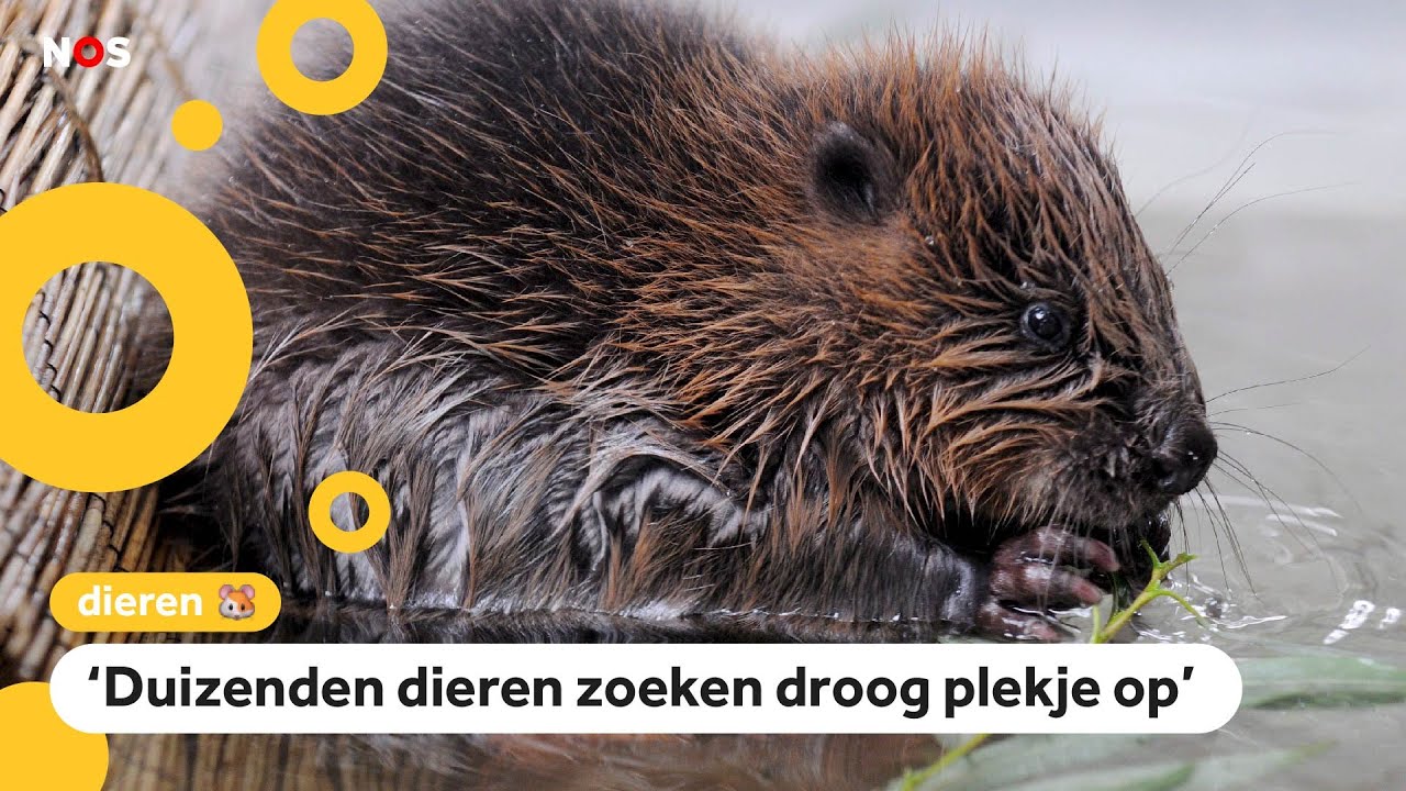 Ook veel natuur onder water (maar dat is juist goed!)
