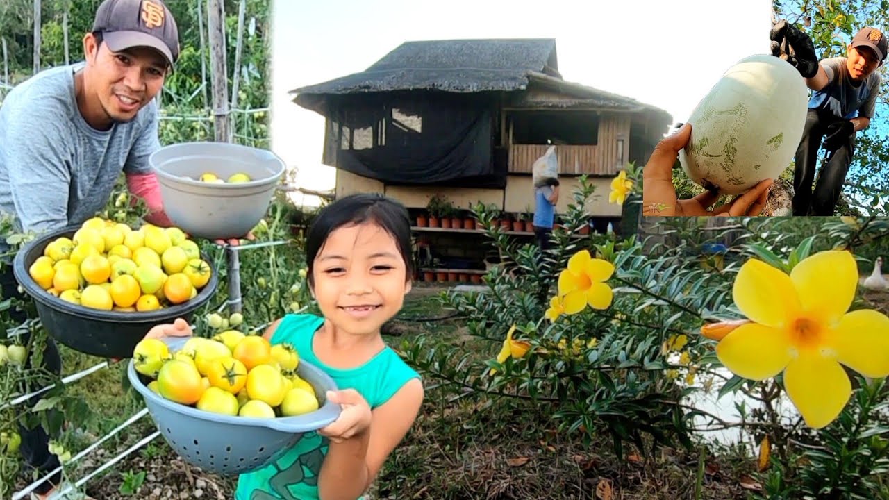 Ep.674- Goal na mapabunga ng kundol ang kasoy| Harvest of the day kasama si Bilog| Bukids