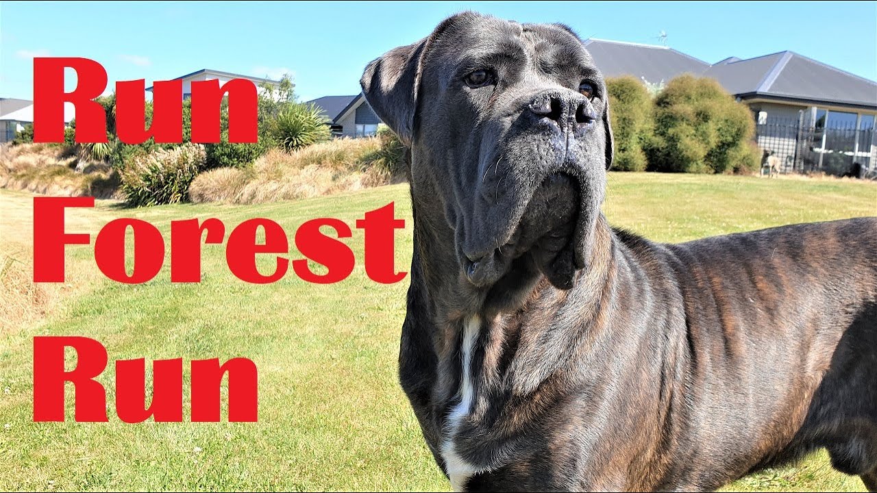 Beast Cane Corso Running Wild Next to My Bike