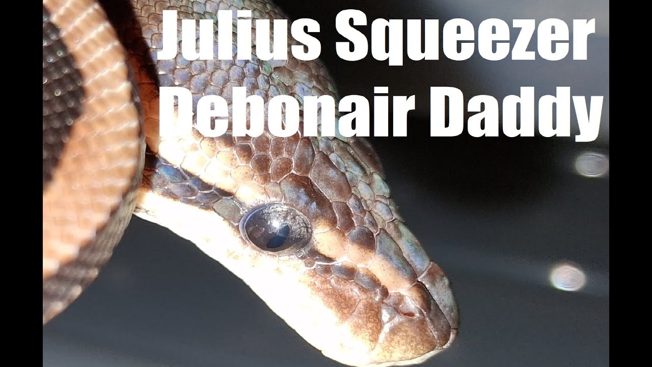 Python regius "Julius Squeezer" is mouse's worst nightmare
