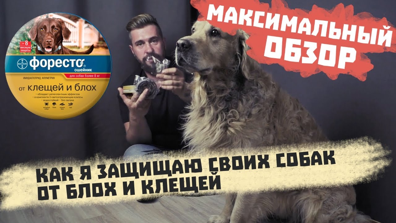 Защита собак от блох и клещей | Ошейник Форесто для собак |  Ошейник от блох и клещей