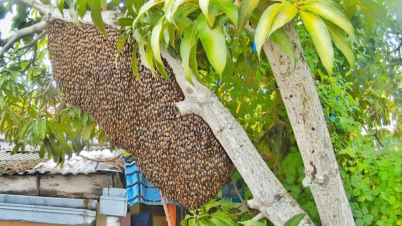 Bees rescue 58 | apis dorsata | one of the largest honey bee in the world | aggressive