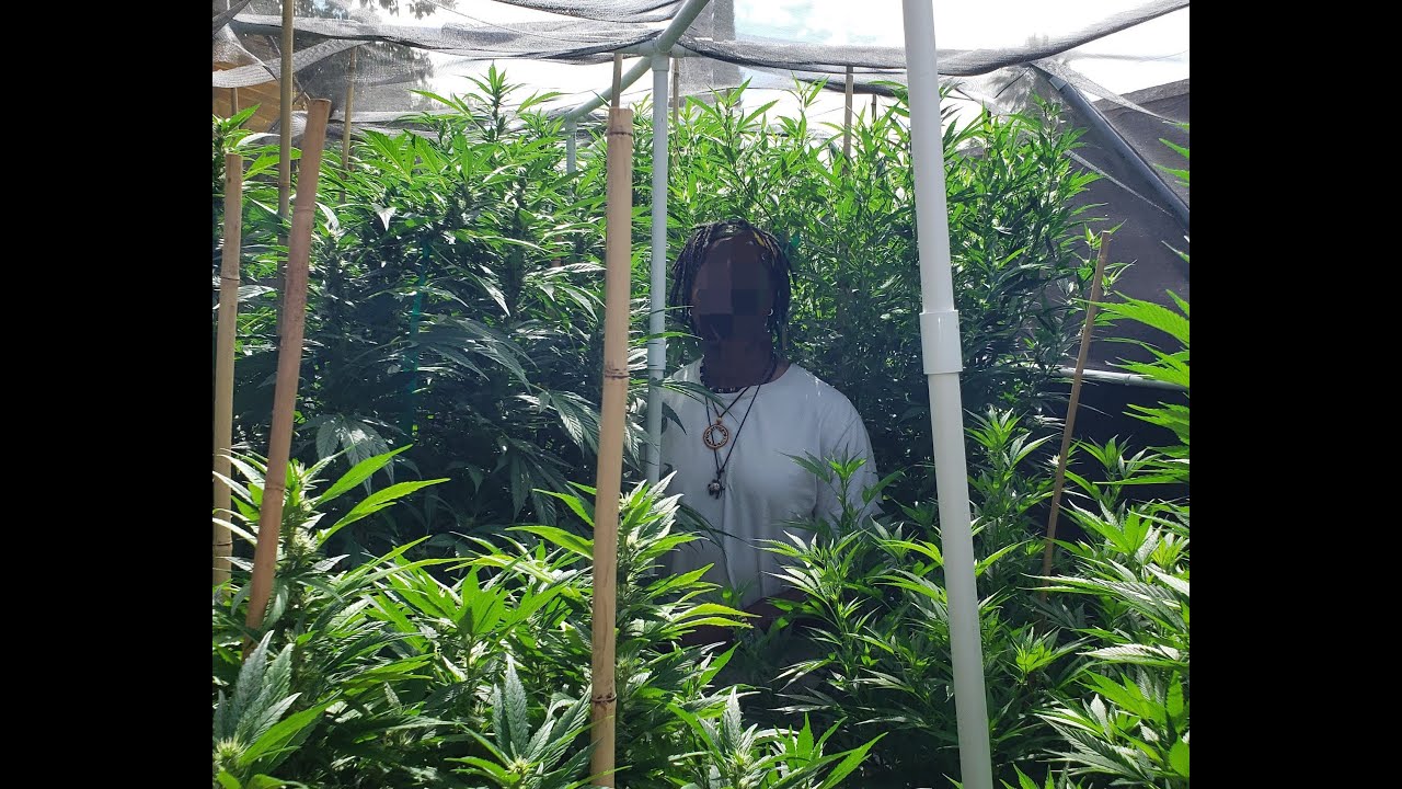 2020 Outdoor No Till Grow Episode 14