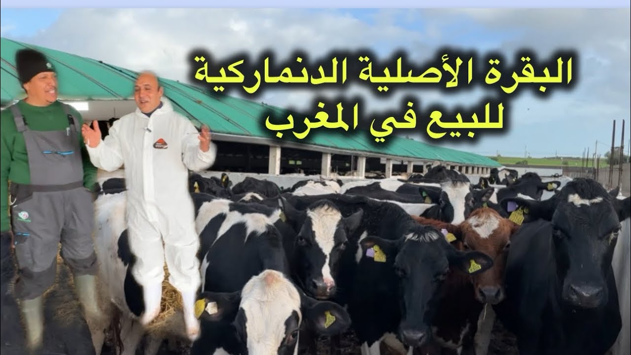 أبقار🐄 دنماركية 🇩🇰 أصليه جودة صحية ممتازة وإنتاج حليب قوي للبيع في أرض الخير المغرب 🇲🇦