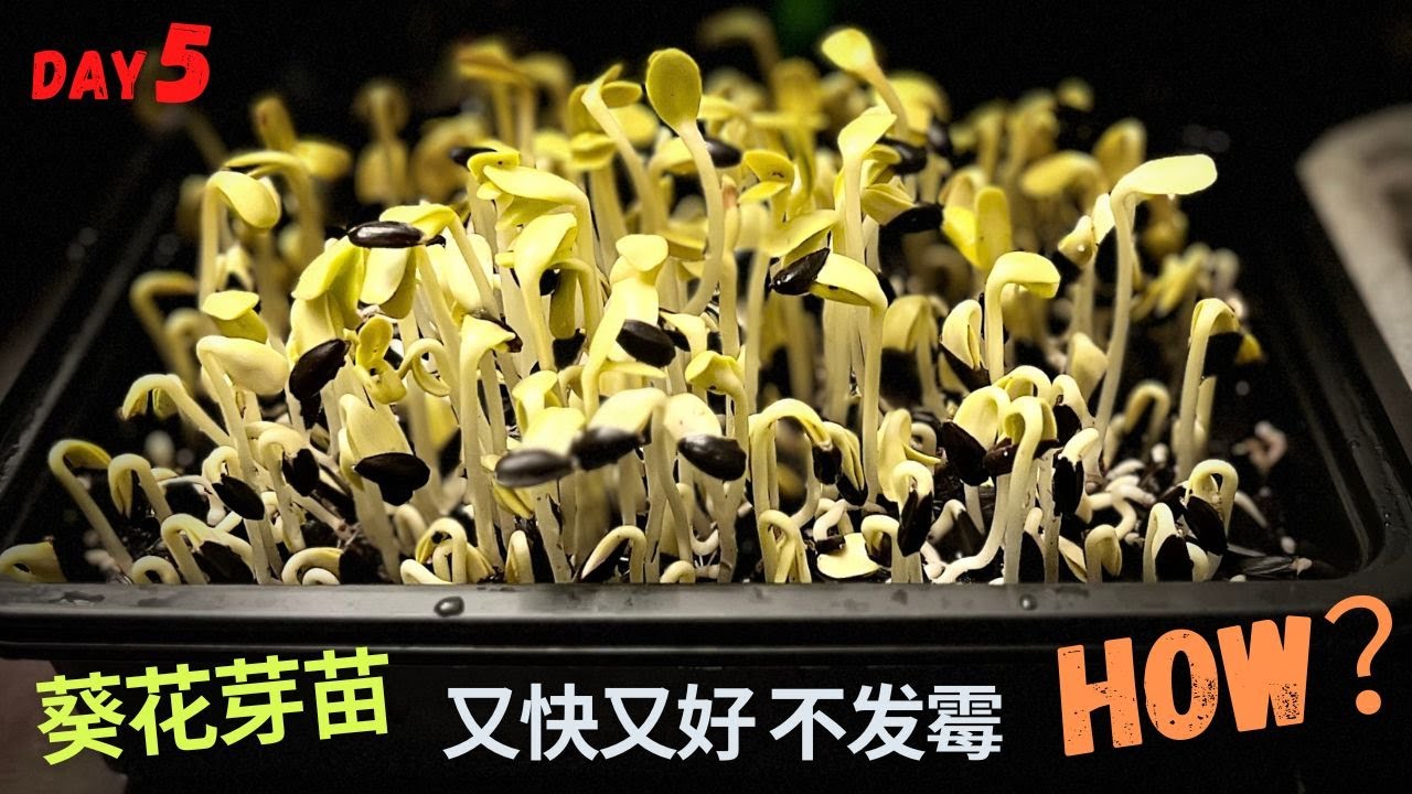 【Microgreens】如何种出最漂亮的葵花芽苗菜？3种介质比较试验让你一目了然. sunflower microgreens，self-watering DIY。