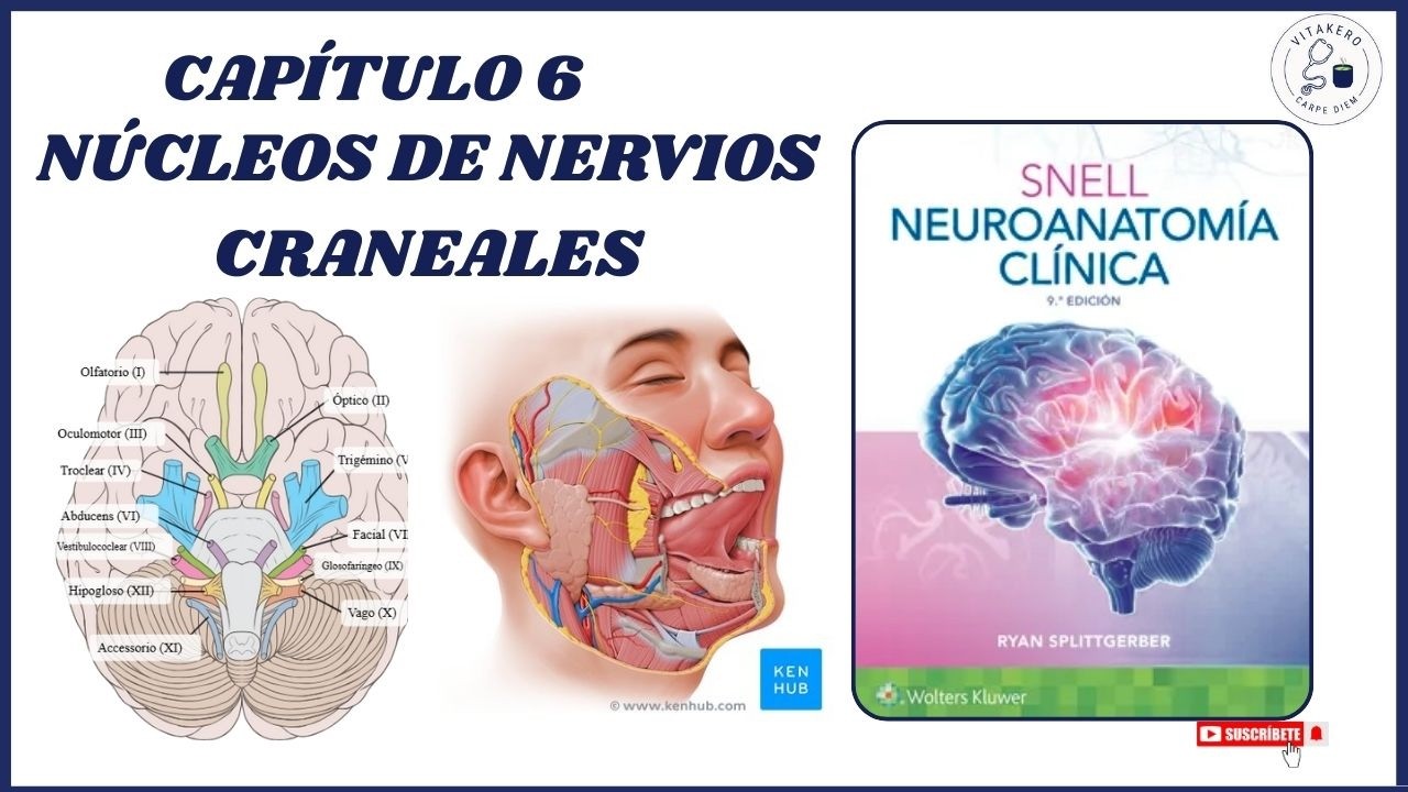 PARES CRANEALES CAP 6 - Snell. Neuroanatomía clínica