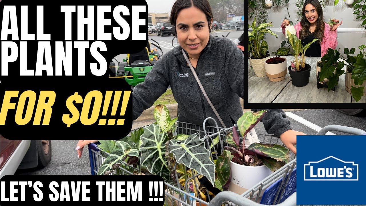 БЕСПЛАТНЫЕ РАСТЕНИЯ И ГОРШКИ ОТ LOWE'S!!!! Как это произошло???🫣😁👏💚 ДАВАЙТЕ СПАСЕМ ЭТИ РАСТЕНИЯ!!!