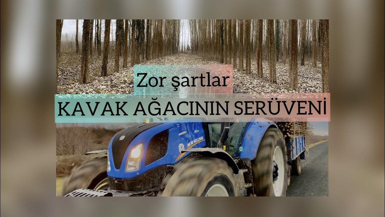 KAVAK AĞACININ SERÜVENİ (ŞARTLAR ÇOK ZOR ÇAMURDAN İLERLEYEMİYORUZ...)