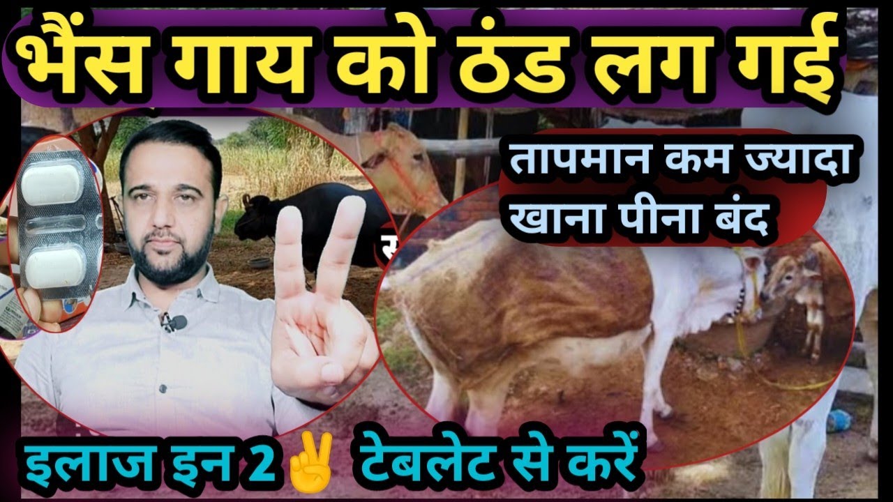 भैंस/गाय को ठंड लग गई||तापमान कम ज्यादा,खाना पीना बंद||इलाज इन 2✌️टेबलेट से करें ✅ Thand lag gayi