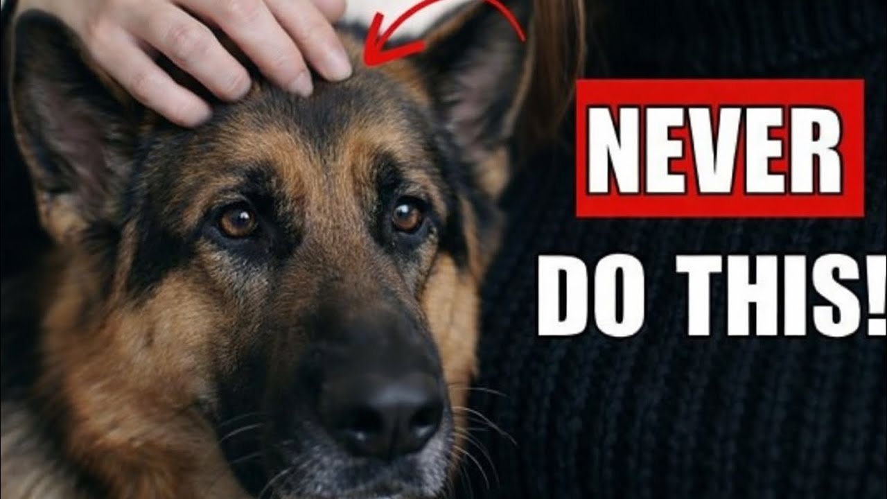 7 Things You Should NEVER Do Before Leaving Your German Shepherd Alone (Don’t Ignore #2)