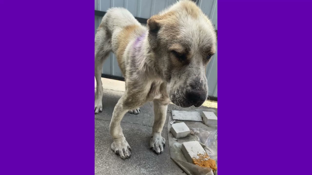 Help Emaciated Dog Found Wandering War-torn Streets of Ukraine