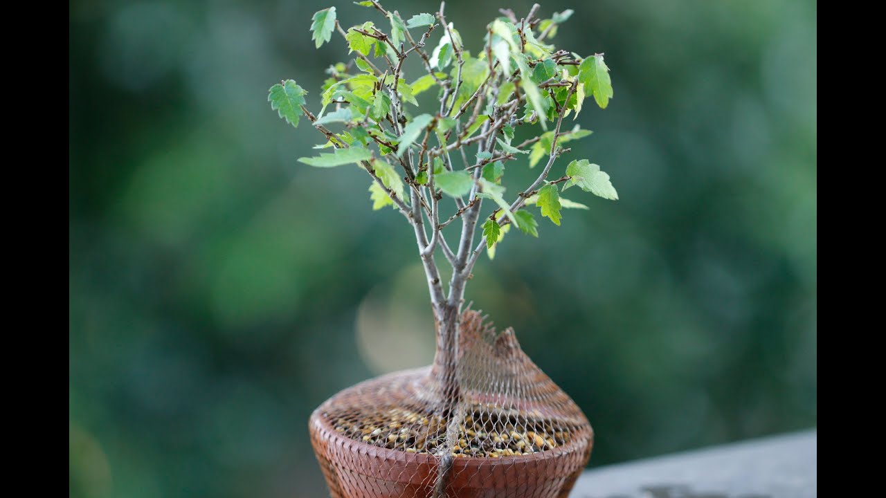 ケヤキ～ズのただの取木外しの様子／Remove the harvested zelkova.