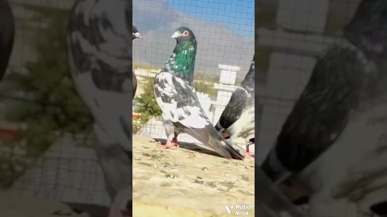 Ye kon si nasal hai guys 🕊😱 || WhatsApp status video | #kabutar #kabutarbazi #pigeon #viralvideo