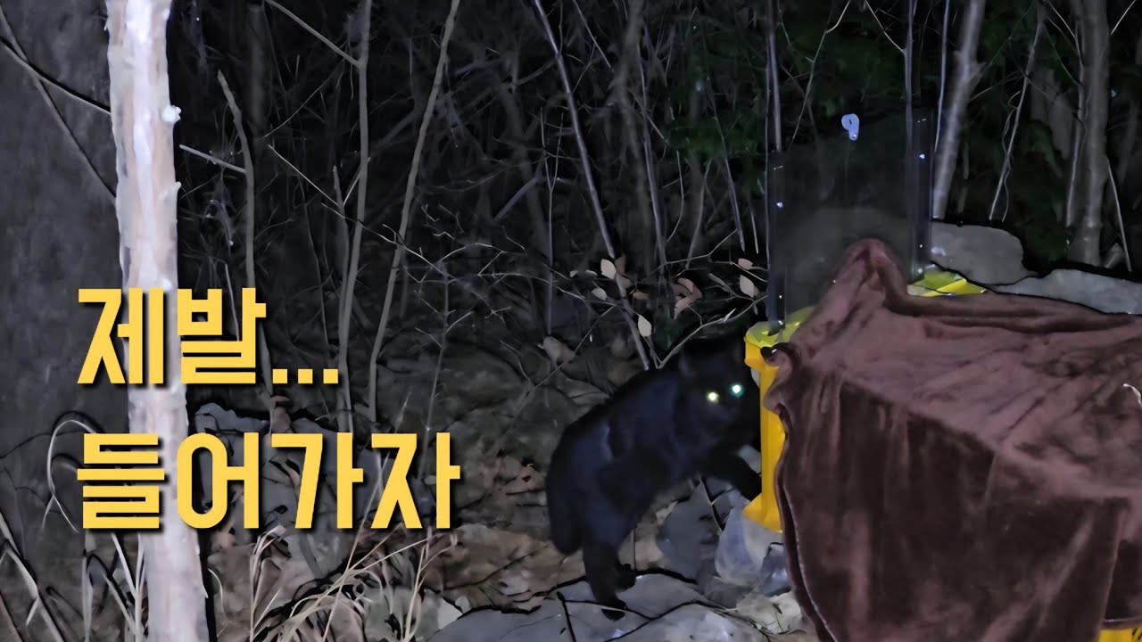 평화로운 곳 아픈새끼 고양이 구조해야하는데..