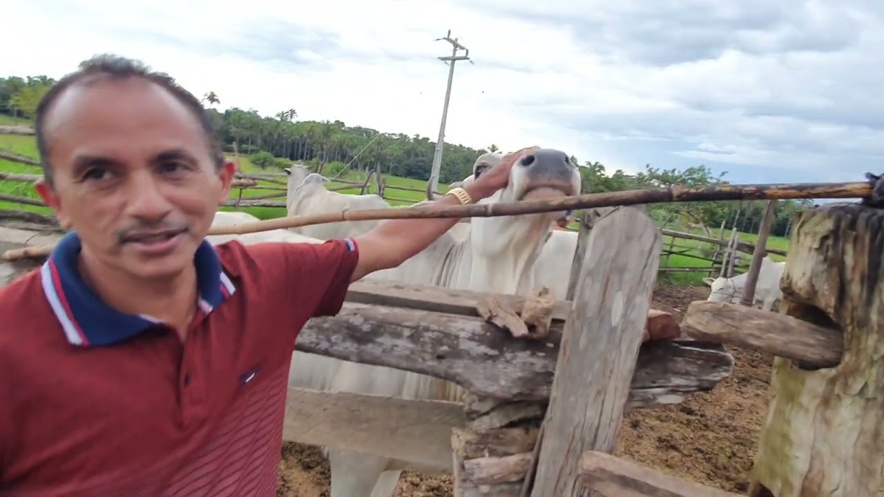 Manoel Gomes Caneta Azul mostra CURRAL RÚSTICO ANTIGO no  povoado onde ele foi criado em BALSAS ✍🧢