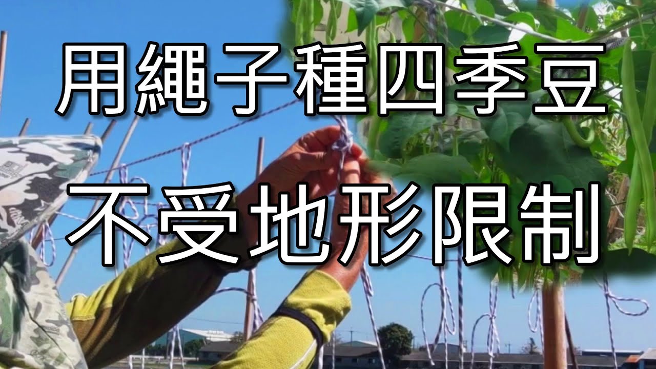 用繩子種四季豆(敏豆)西螺農村生活日常