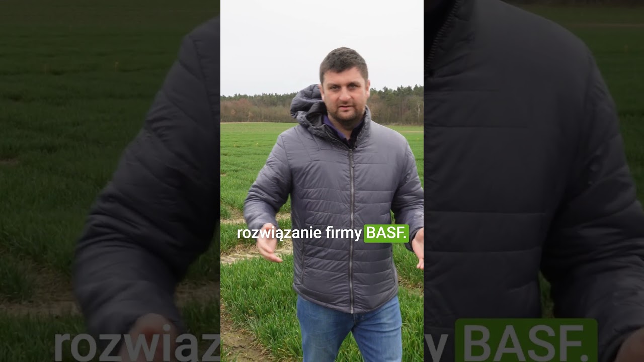 Jaki fungicyd wybrać na zabieg T1? #zabiegt1 #ochronazb&oacute;ż #basfagro