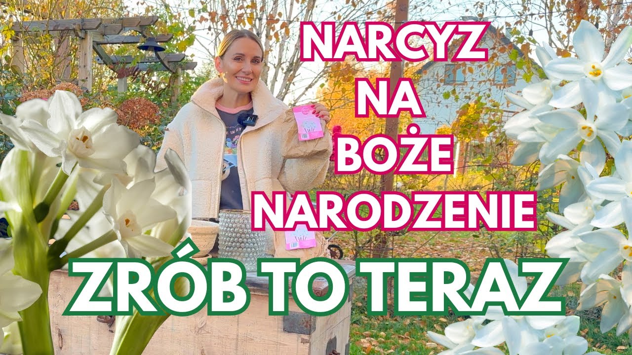PEPERWHITE ZIVA - NARCYZY KTÓRE ZAKWITNĄ NA BOŻE NARODZENIE - JAK SADZIĆ?